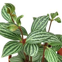 Load image into Gallery viewer, Peperomia &#39;Parallel&#39;
