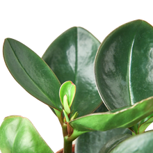 Load image into Gallery viewer, Peperomia Red Edge
