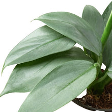 Load image into Gallery viewer, Philodendron &#39;Silver Sword&#39; - 4&quot; Pot
