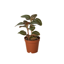 Load image into Gallery viewer, Pilea &#39;Bronze&#39;
