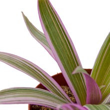 Load image into Gallery viewer, Oyster Plant &#39;Moses in the Cradle&#39;
