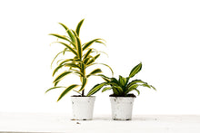 Load image into Gallery viewer, 2 Dracaena Variety Pack - 4&quot; Pot
