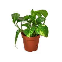 Load image into Gallery viewer, 2 Pothos Variety Pack - 4&quot; Pot
