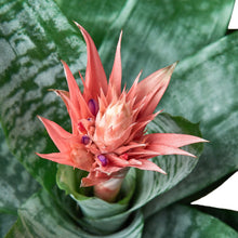 Load image into Gallery viewer, Bromeliad &#39;Silver Vase&#39;
