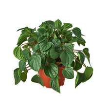 Load image into Gallery viewer, Peperomia &#39;Rana Verde&#39;
