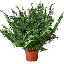 Load image into Gallery viewer, Jester&#39;s Crown Fern
