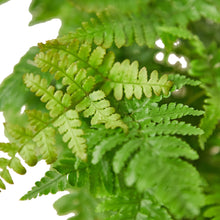 Load image into Gallery viewer, &#39;Autumn&#39; Fern
