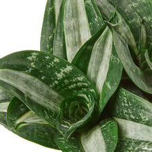 Load image into Gallery viewer, Snake Plant Silver Streak
