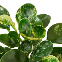 Load image into Gallery viewer, Peperomia &#39;Marble&#39;
