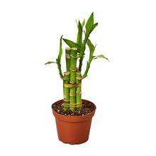 Load image into Gallery viewer, Dracaena &#39;Lucky Bamboo&#39;
