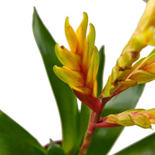 Load image into Gallery viewer, Bromeliad Vriesea &#39;Energy&#39;
