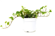 Load image into Gallery viewer, English Ivy &#39;Eva&#39; - 4&quot; Pot
