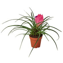 Load image into Gallery viewer, Bromeliad Cyanea &#39;Pink Quill&#39;
