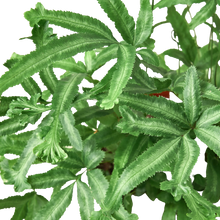 Load image into Gallery viewer, Pteris Cretica &#39;Mayi&#39; Fern - 6&quot; Pot
