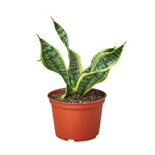 Load image into Gallery viewer, Snake Plant Twist
