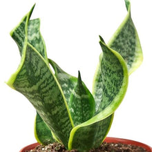 Load image into Gallery viewer, Snake Plant Twist

