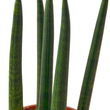 Load image into Gallery viewer, Snake Plant Cylindrica
