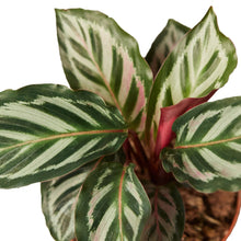 Load image into Gallery viewer, Calathea &#39;Peacock&#39;
