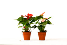Load image into Gallery viewer, 2 Anthurium Variety Pack - 4&quot; Pots
