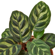 Load image into Gallery viewer, Calathea &#39;Makoyana&#39;
