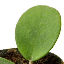 Load image into Gallery viewer, Hoya Obovata
