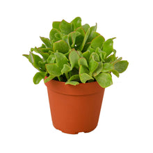 Load image into Gallery viewer, Ripple Jade Succulent
