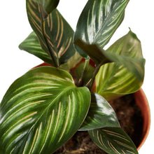 Load image into Gallery viewer, Calathea &#39;Beauty Star&#39;
