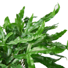 Load image into Gallery viewer, Fern &#39;Kangaroo Paw&#39;
