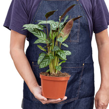 Load image into Gallery viewer, Calathea &#39;Grey Star&#39;
