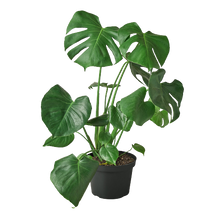 Load image into Gallery viewer, Philodendron Monstera Split-Leaf
