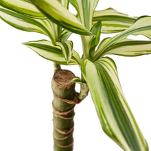Load image into Gallery viewer, Dracaena &#39;Sted Sol Cane&#39;

