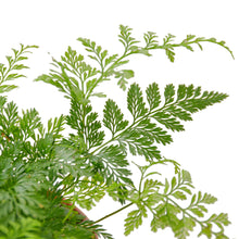 Load image into Gallery viewer, Rabbit&#39;s Foot Fern
