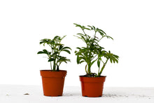 Load image into Gallery viewer, 2 Different Schefflera Plants Variety Pack - 4&quot; Pot
