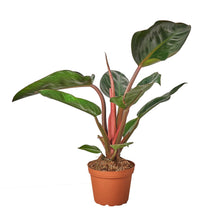 Load image into Gallery viewer, Philodendron &#39;Congo Rojo&#39;
