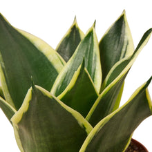 Load image into Gallery viewer, Snake Plant Black Gold
