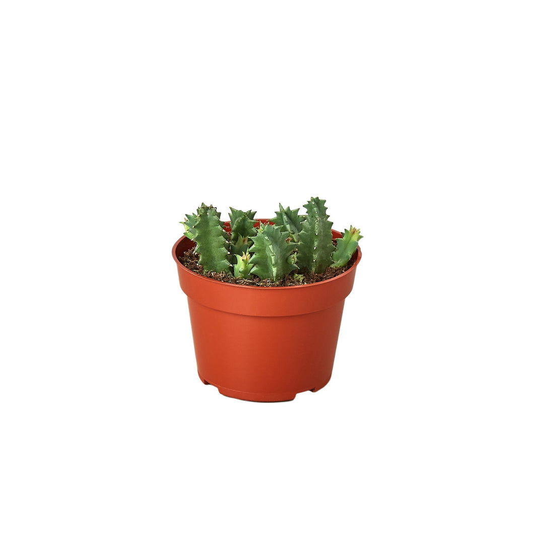 Lifesaver Cactus