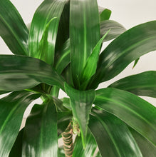 Load image into Gallery viewer, Dracaena &#39;Elegance&#39; - 10&quot; Pot
