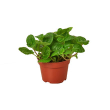 Load image into Gallery viewer, Pilea &#39;Creeping Charlie&#39;
