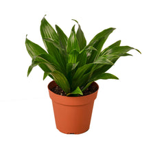 Load image into Gallery viewer, Dracaena &#39;Janet Craig&#39;

