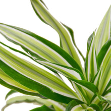 Load image into Gallery viewer, 2 Dracaena Variety Pack - 4&quot; Pot
