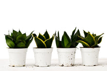 Load image into Gallery viewer, Snake Plant Variety Packs - 4&quot; Pot
