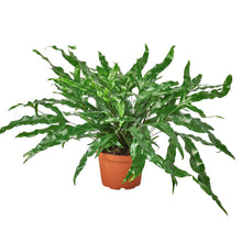Load image into Gallery viewer, Fern &#39;Kangaroo Paw&#39;
