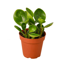 Load image into Gallery viewer, Peperomia Thailand
