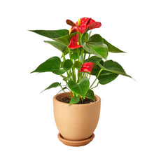 Load image into Gallery viewer, Anthurium &#39;Red&#39;
