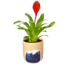 Load image into Gallery viewer, Bromeliad Christiane
