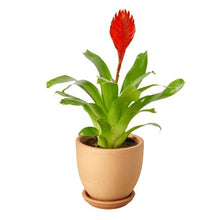 Load image into Gallery viewer, Bromeliad Christiane
