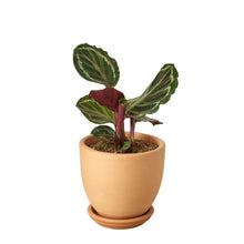 Load image into Gallery viewer, Calathea Roseopicta &#39;Medallion&#39;
