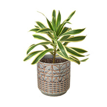 Load image into Gallery viewer, Dracaena &#39;Song of India&#39;
