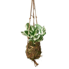 Load image into Gallery viewer, Kokedama Moss Ball Hanging Plant
