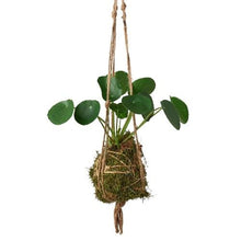 Load image into Gallery viewer, Kokedama Moss Ball Hanging Plant
